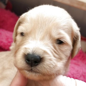 ゴールデンレトリバー【岡山県・男の子・2025年11月16日・ゴールド(ゴールデン)】の写真「早期ご予約お待ちしています」