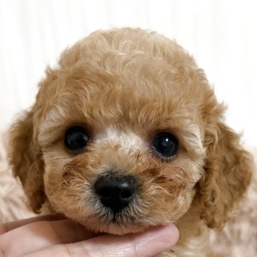 トイプードル(タイニー)【岡山県・女の子・2025年10月1日・アプリコット】の写真「早期ご予約価格にて承ります✨」