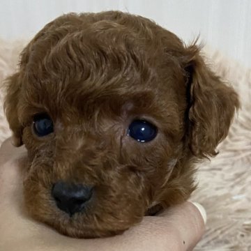 トイプードル(トイ)【岡山県・男の子・2024年11月30日・レッド】の写真「トイ〜タイニー予想くん」