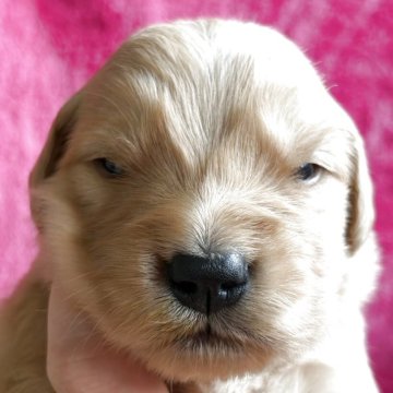 ゴールデンレトリバー【岡山県・男の子・2025年11月16日・ゴールド(ゴールデン)】の写真「早期ご予約お待ちしています」