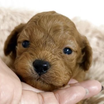 タイニープードル【岡山県・男の子・2025年11月12日・レッド】の写真「早期ご予約価格にてお待ちしています⭐️」