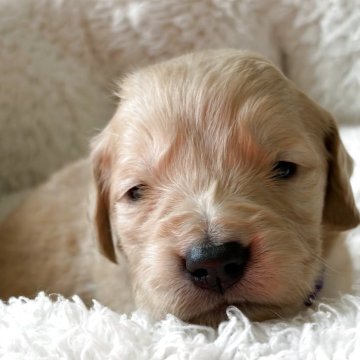 ゴールデンレトリバー【岡山県・男の子・2025年11月16日・ゴールド(ゴールデン)】の写真「早期ご予約お待ちしています」