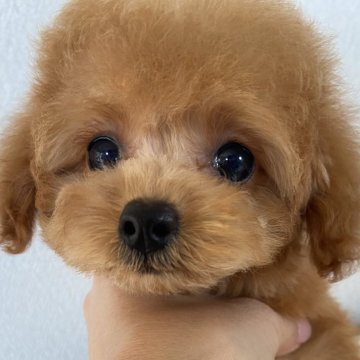 トイプードル(タイニー)【岡山県・女の子・2024年8月28日・アプリコット】の写真「座って目を見て構ってアピールしてきます❤️」