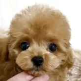 ティーカッププードル