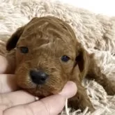 タイニープードル