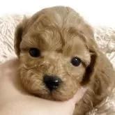 タイニープードル