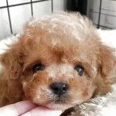 ティーカッププードル