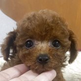 トイプードル(ティーカップ)