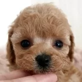 タイニープードル