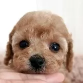 タイニープードル