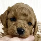 タイニープードル【岡山県・男の子・2025年10月1日・アプリコット】の写真5