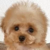 ティーカッププードル【岡山県・男の子・2024年11月29日・アプリコット  血統書はレッド申請しています】の写真2