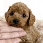 タイニープードル【岡山県・男の子・2025年10月1日・アプリコット】の写真4