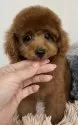 タイニープードル【岡山県・男の子・2024年8月22日・レッド】の写真3