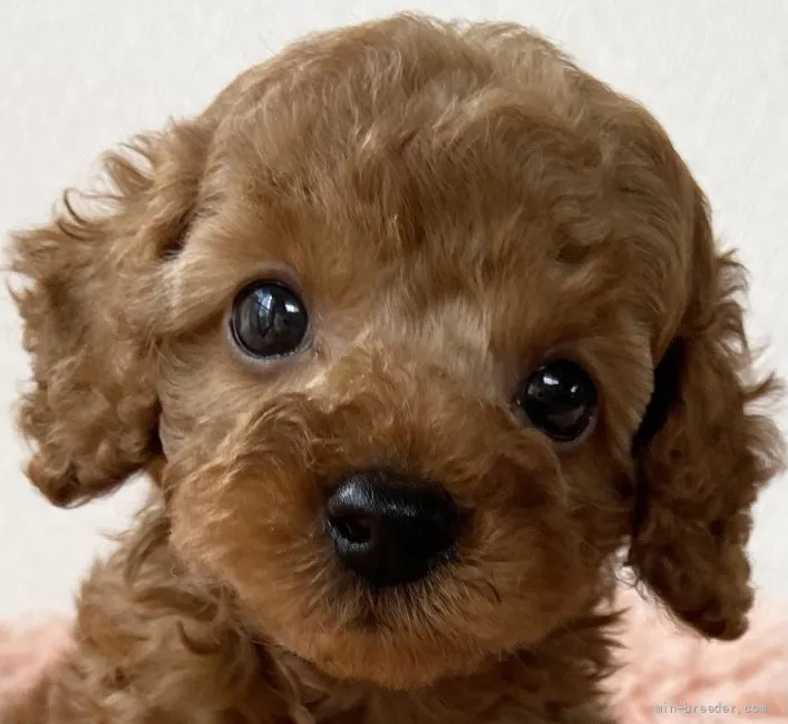 ID：2110-03093の子犬