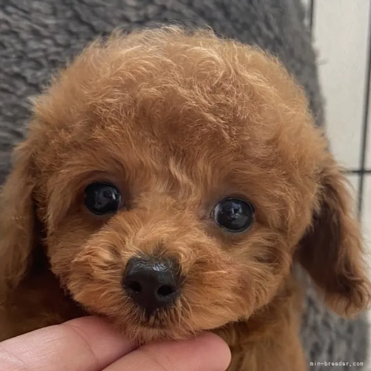 ID：2308-05689の子犬