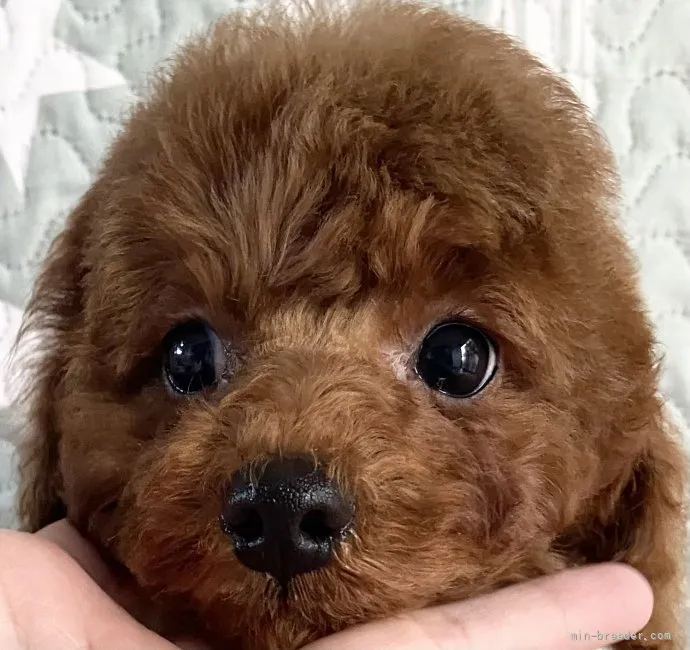 ID：2111-03142の子犬