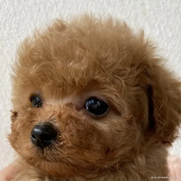 ID：2207-05067の子犬