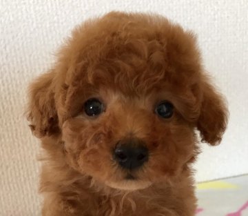 トイプードル(トイ)【岡山県・女の子・2017年12月26日・アプリコット】の写真「すでにテディベア✨」