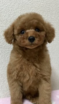 トイプードル(トイ)【岡山県・男の子・2019年9月12日・レッド】の写真「本当にきりっと男前です☆」