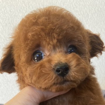 トイプードル(ティーカップ)【岡山県・男の子・2024年8月22日・レッド】の写真「期待大の男の子❤️」