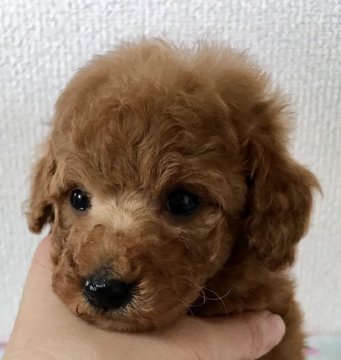 トイプードル(タイニー)【岡山県・男の子・2017年12月26日・レッド】の写真「とっても目力を感じる子です！」