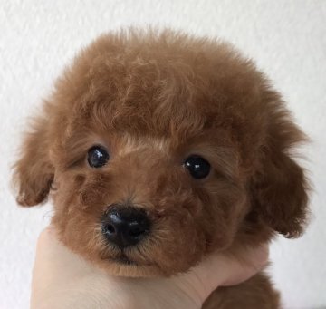 トイプードル(タイニー)【岡山県・女の子・2017年12月26日・アプリコット】の写真「兄弟の中で一番おっとりさん」