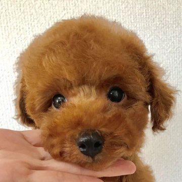 トイプードル(タイニー)【岡山県・男の子・2017年10月7日・レッド】の写真「思いきって　思いっきり！お値下げしました🌠」
