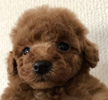 トイプードル(ティーカップ)【岡山県・男の子・2017年12月26日・レッド】の写真「🌱🐥　お渡しできる月齢になりました　🐤🌱」