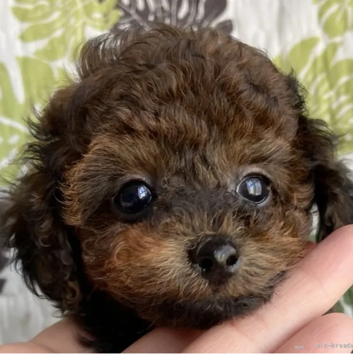 ID：2205-01346の子犬
