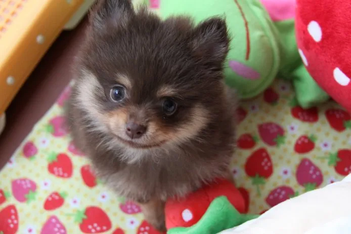 かなこ 様のお迎えした子犬