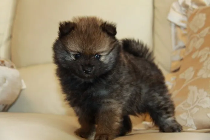 たず 様のお迎えした子犬