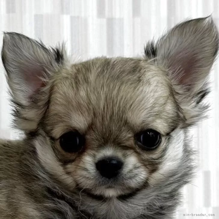 ID:2503-03259の子犬