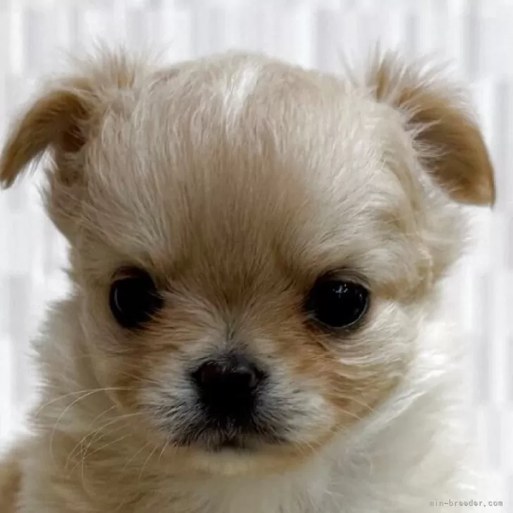ID:2505-02947の子犬