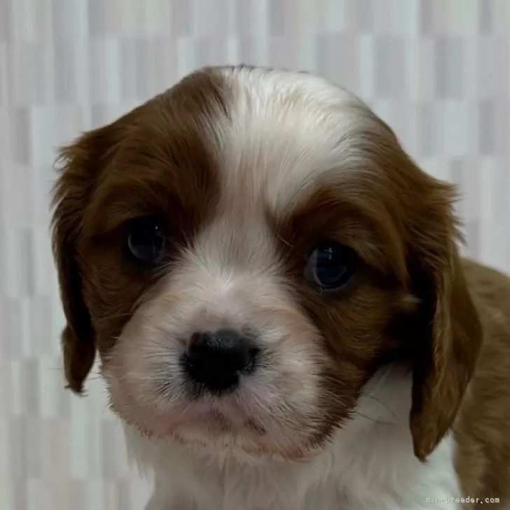 キャバリア【千葉県・女の子・2025年10月22日・ブレンハイム】の写真1