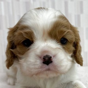 キャバリア【千葉県・女の子・2025年3月30日・ブレンハイム】の写真「優しいお顔の女の子!」