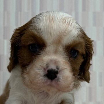 キャバリア【千葉県・男の子・2025年10月22日・ブレンハイム】の写真「優しいお顔の男の子です！」