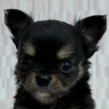 チワワ(ロング)【千葉県・男の子・2025年10月15日・ブラック&タン】の写真「おチビな男の子！」