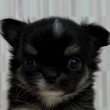 チワワ(ロング)【千葉県・男の子・2025年8月17日・ホワイト、ブラック&タン】の写真「優しいお顔の男の子です！」
