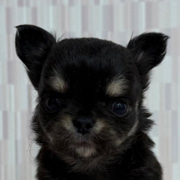 チワワ(ロング)【千葉県・男の子・2025年10月15日・ブラック&タン】の写真「おチビな男の子！」