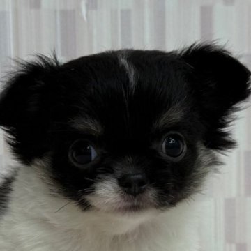 チワワ(ロング)【千葉県・女の子・2025年8月17日・ホワイト、ブラック&タン】の写真「可愛い目をした女の子！」