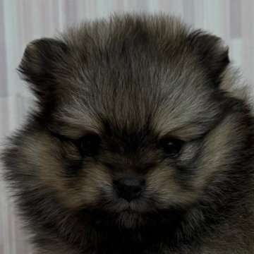 ポメラニアン【千葉県・女の子・2025年11月10日・オレンジ】の写真「パパはJKCチャンピオン！」