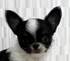 チワワ(ロング)