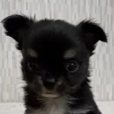 チワワ(ロング)