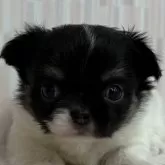 チワワ(ロング)