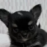 チワワ(ロング)