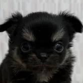 チワワ(ロング)