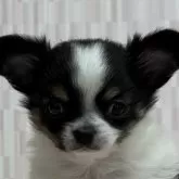 チワワ(ロング)