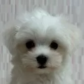 マルチーズ