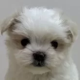 マルチーズ